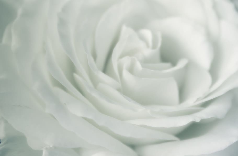 rosas blancas significado
