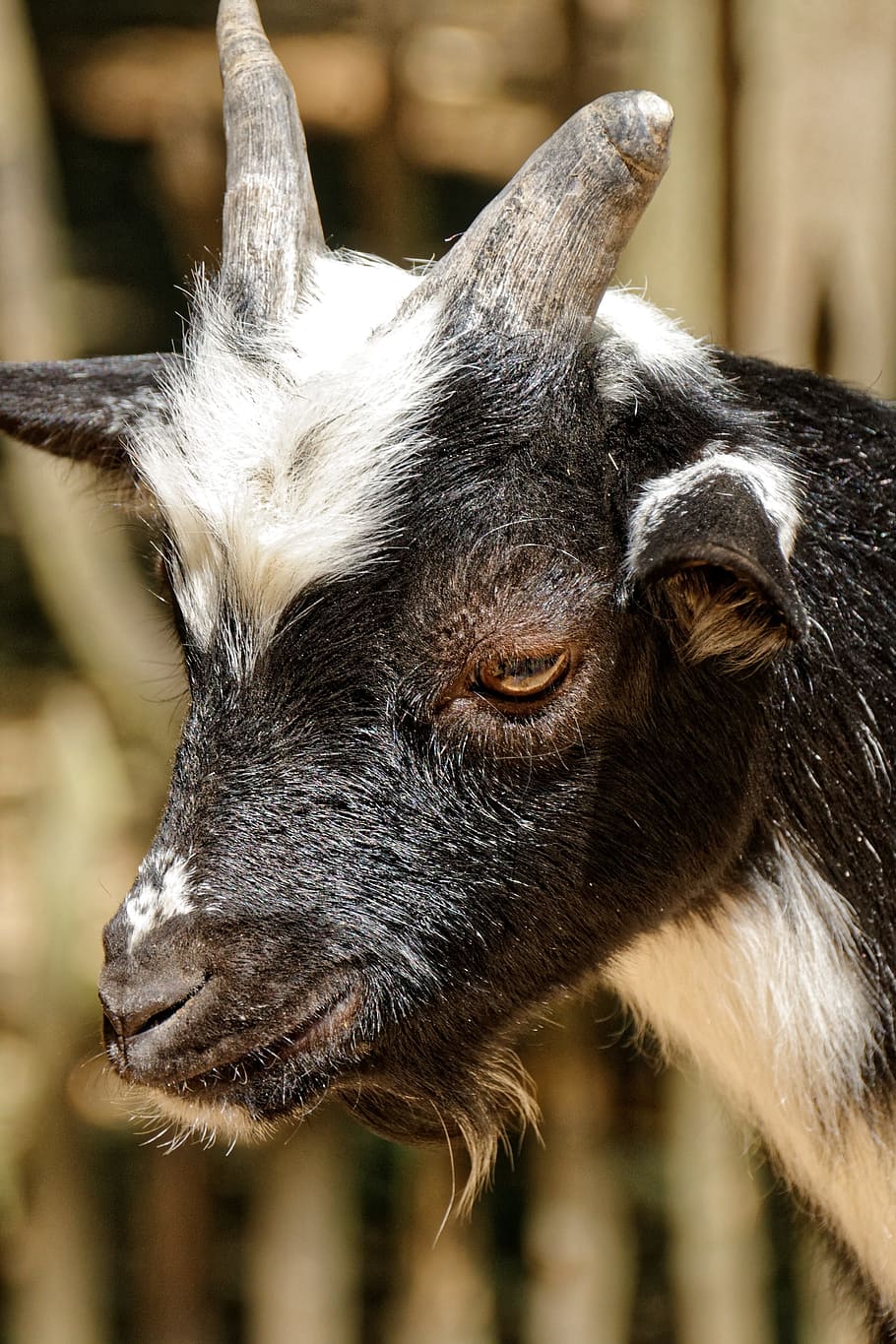 goat, eye, animal, livestock, herbivores, young animal, horns, animal themes, mammal, one animal