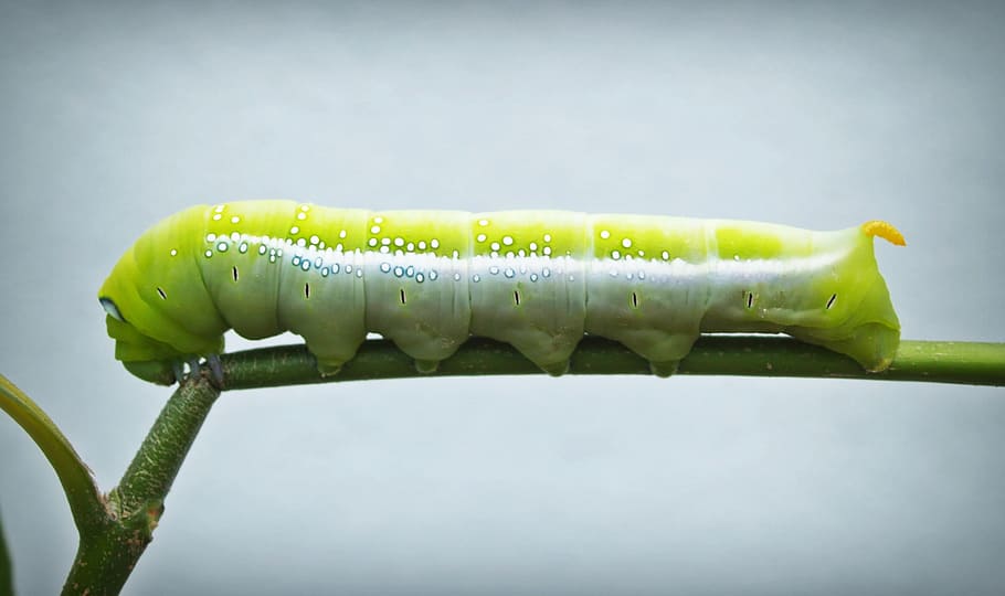 green, white, caterpillar, stem, worm, closeup, wallpaper, tree, stick, creepy