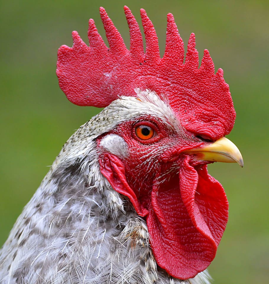 closeup, gray, chicken, white, black rooster, hahn, head, comb, eye, bill