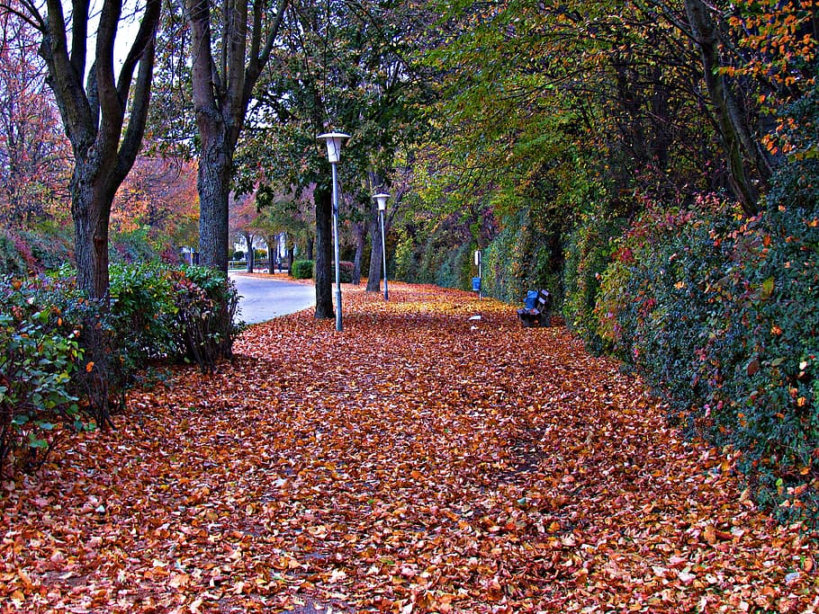 葉, 秋, 黄金, 道, 通り, 秋の金, 黄色の葉, 木, 植物, 変化