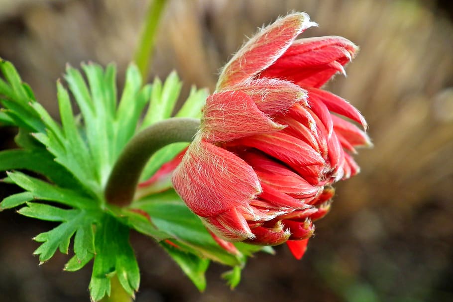 anémona, flor, rojo, jardín, belleza, naturaleza, los pétalos, macro,  otoño, floración | Pxfuel