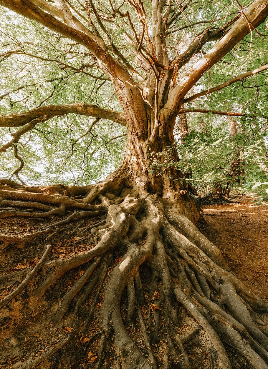 raíz, árbol, antiguo, naturaleza, bosque, selva, fuerza, hojas, verde, relajación