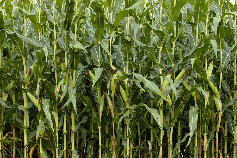 campo de maíz verde, maíz, naturaleza, campo de maíz, campo, verde, agricultura, plantas, hojas de maíz, hojas