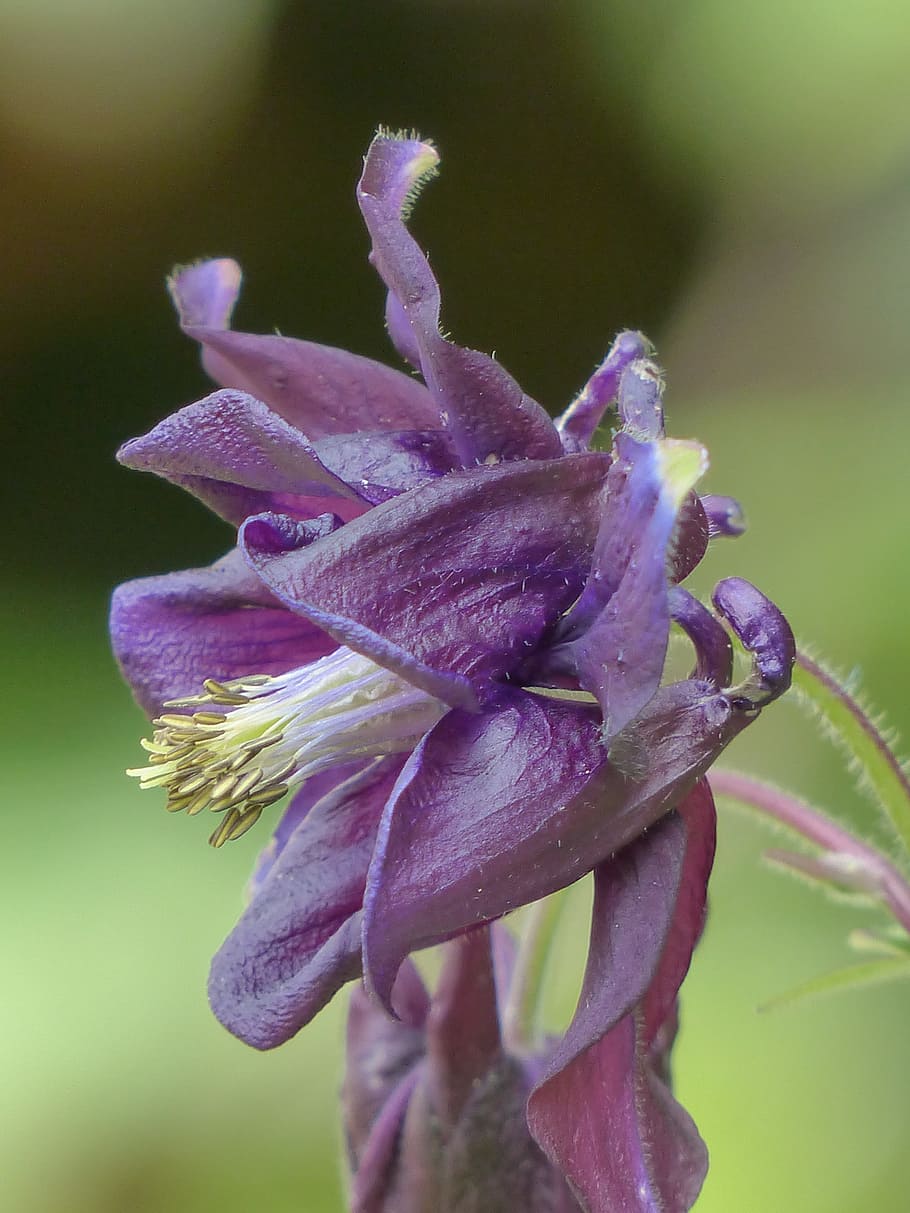 common akelei, blossom, bloom, flower, purple, dark purple, raindrop, columbine, common columbine, aquilegia vulgaris