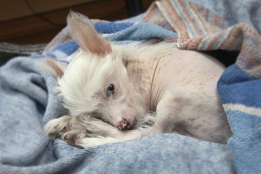 small, short-coated, white, dog, laying, blue, fabric, puppy, chinese crested dog, blue-eyed puppy