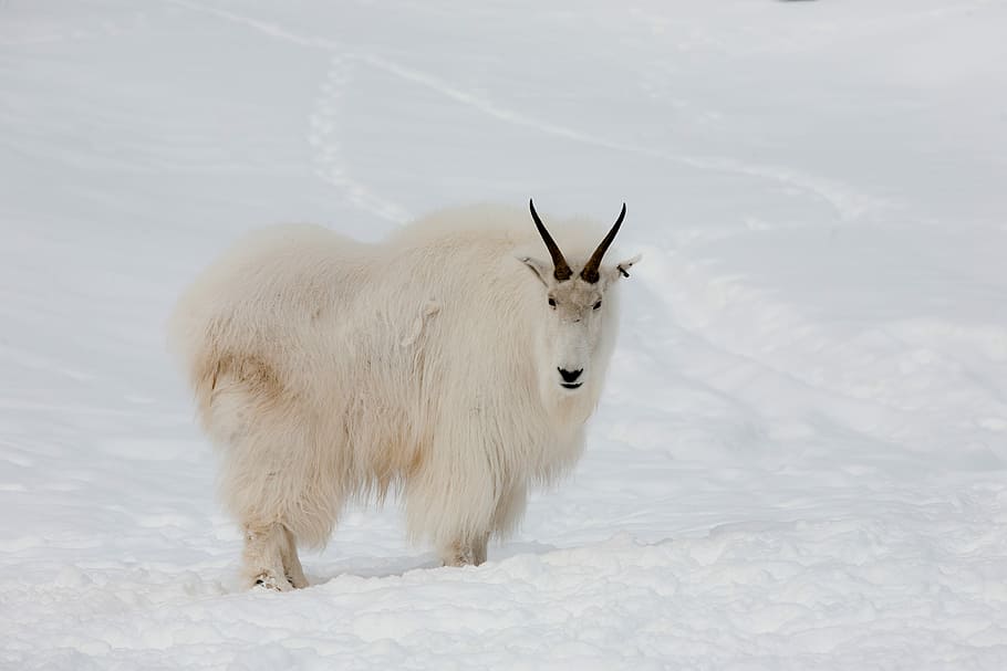 white, mountain, ram, snow, capped, ground, Mountain, Goat, Yukon, Wildlife, Canada