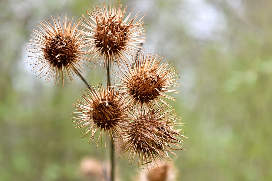 close, photography, thorny, flowers, daytime, burdock, dry, brown, seeds, prickly