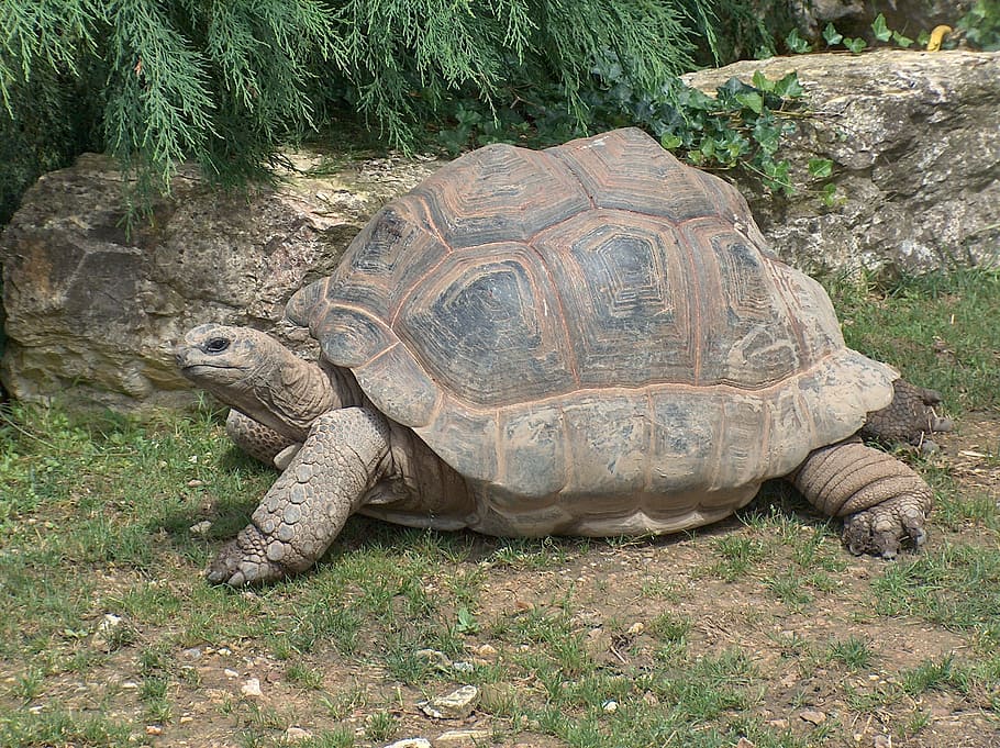gray, brown, tortoise, walking, grass field, Giant Tortoise, Reptile, Zoo, wildlife, large