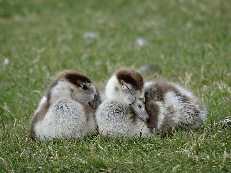 goslings, chicks, bird, wildlife photography, geese, goose family, small, sweet, green, schwimmvogel