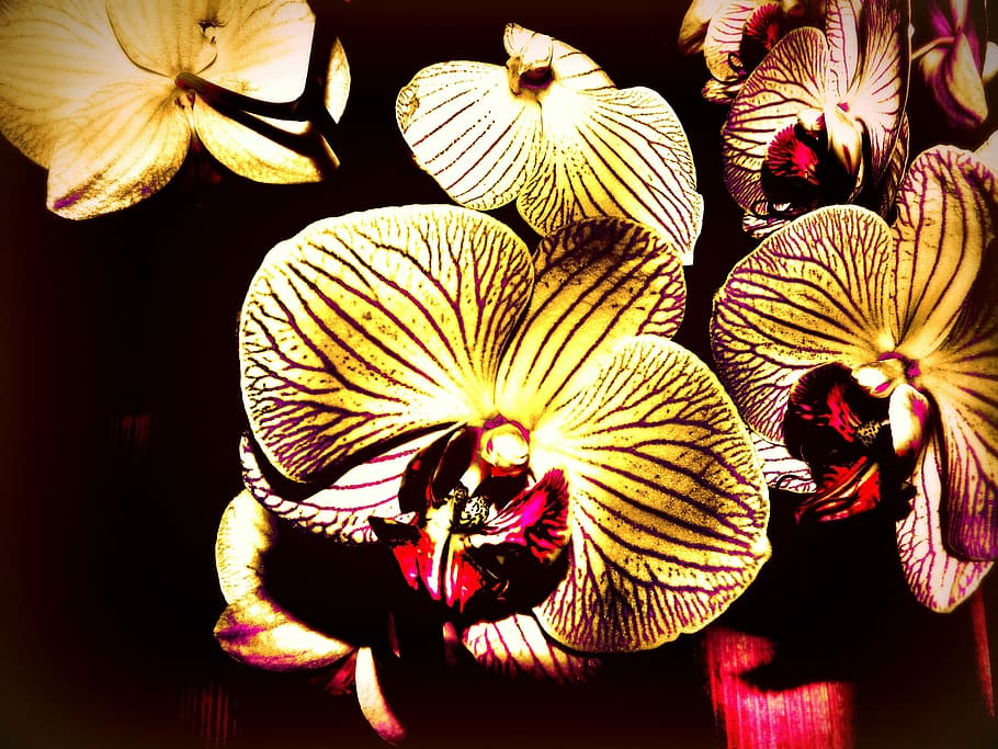 phalaenopsis orchid, Phalaenopsis, Orchid, Creative, the phalaenopsis orchid, vibrant color, autumn, flower, close-up, day