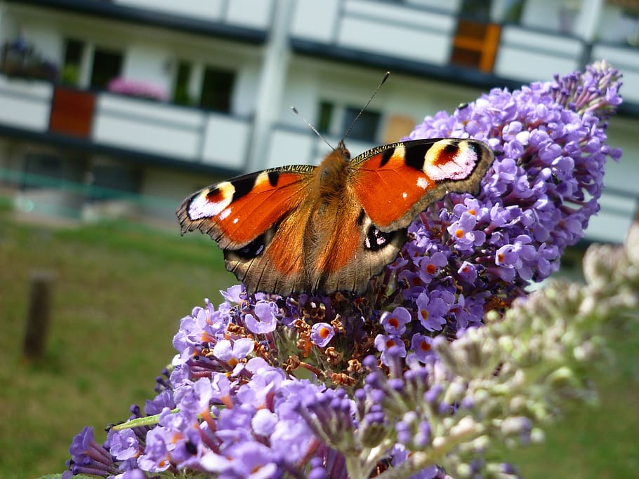 butterfly, peacock, culture, colorful, gorgeous, days butterfly, summer, slope, block of flats, flower
