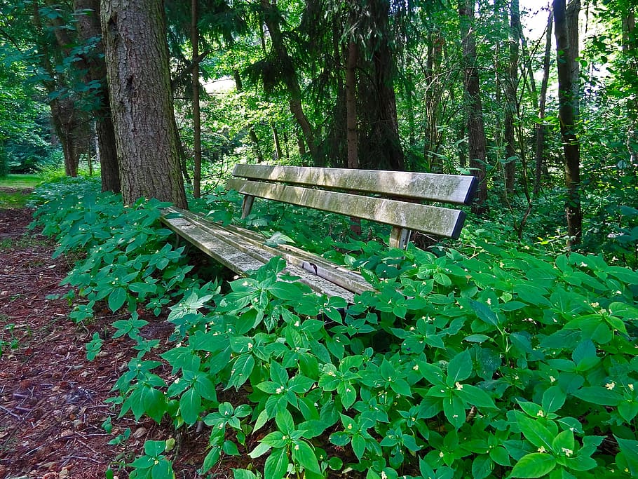 brown, wooden, bench, green, plants, daytime, Bank, Forest, Seat, Rest