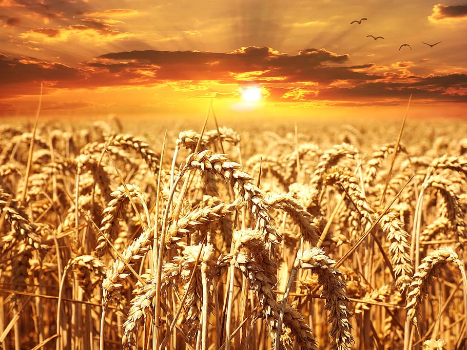 wheat field, wheat, cereals, grain, cornfield, sunset, lighting, crop, agriculture, cereal plant