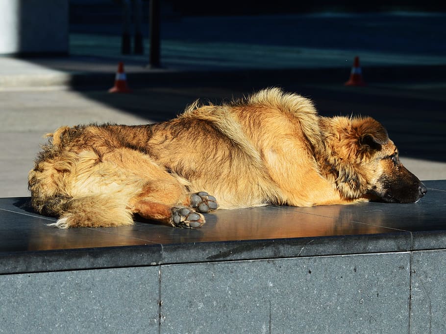 Homeless, Stray, Dog, Sleeping, stray, dog, relaxing, lonely, street, cute, alone
