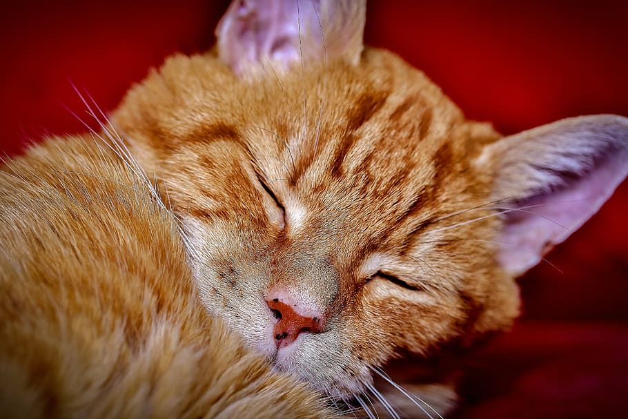 gato atigrado naranja, gato, durmiendo, lindo, animal, mascota, gatito, doméstico, felino, dormir