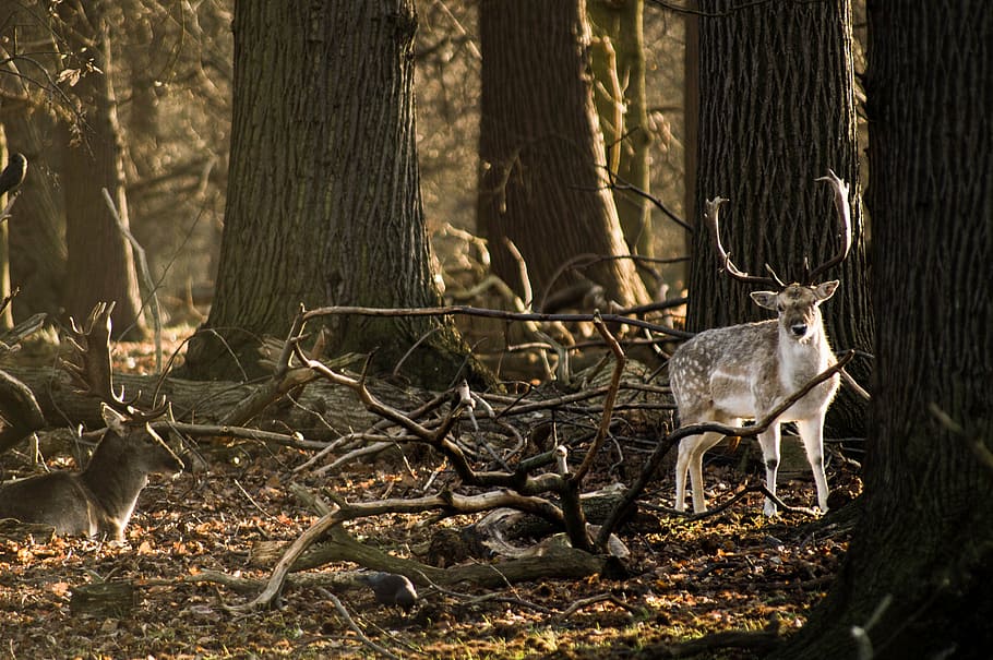 buck on trees, deer, animal, horn, wildlife, forest, woods, trees, branch, nature