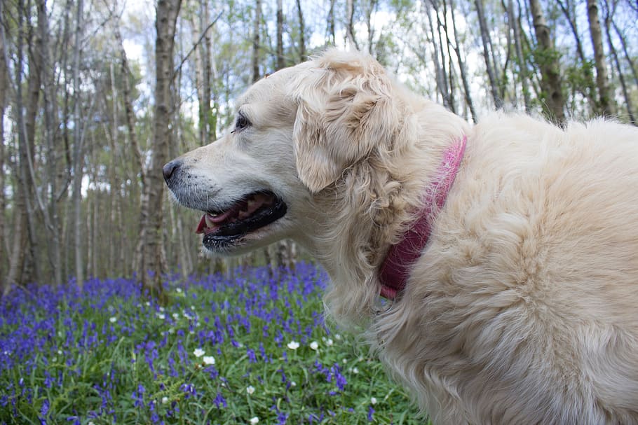 bluebells, hutan, Inggris, musim semi, biru, daerah berhutan, pedesaan, alam, bunga-bunga, pemandangan