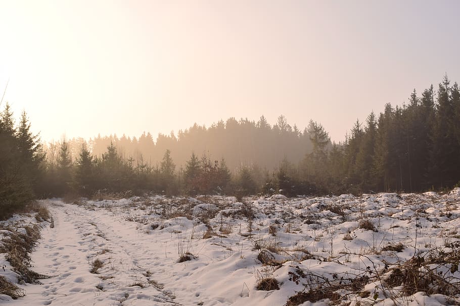 snow, winter, frost, nature, cold, sunrise, haze, trees, forest, glade