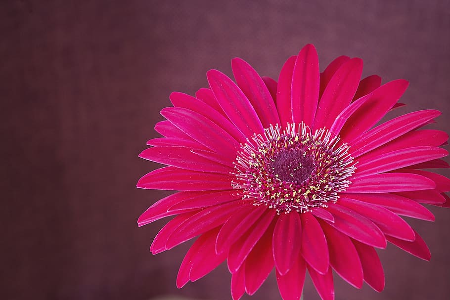 gerbera, flower, blossom, bloom, pink, petals, close, flowering plant, beauty in nature, freshness