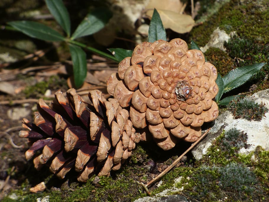 pineapple, pine, forest, plant geometry, pine fruit, pine nuts, plant, nature, leaf, day
