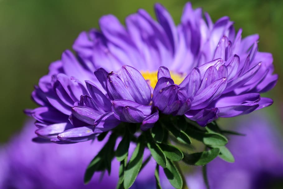 Astra, Purple, Flower, purple astra, garden flower, summer flower, plant, macro, beautiful flower, nature