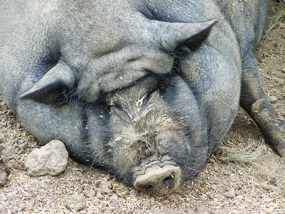 babi, babi gemuk, hewan peliharaan, tema hewan, hewan, mamalia, margasatwa, relaksasi, satu hewan, tidur