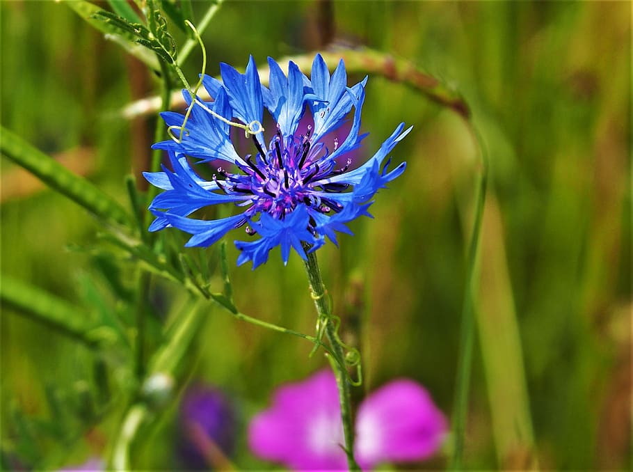 nature, perfect summer flower, cornflower, blue, flower, flowering plant, plant, beauty in nature, freshness, purple