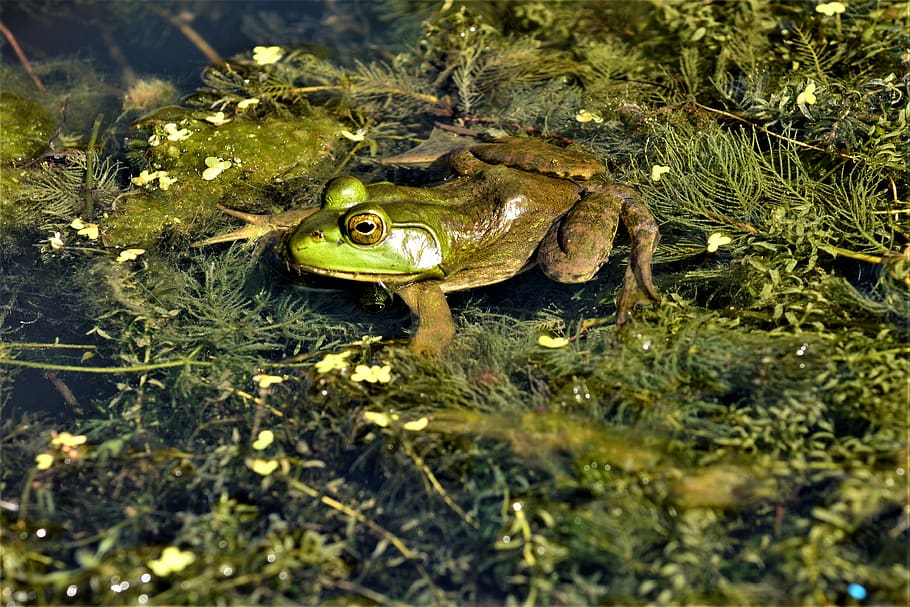 frog, bullfrog, hunting, prey, shiny, eyes, bulging, black, seaweed, water