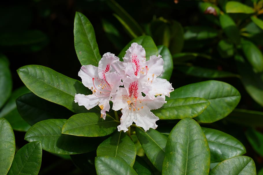 rododendro, flor, florecer, primavera, arbusto, jardín, naturaleza, planta,  pétalos, flor de rododendro | Pxfuel