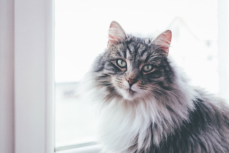 gray, white, maine-coon, window, cat, animal, pet, fur, pane, indoor