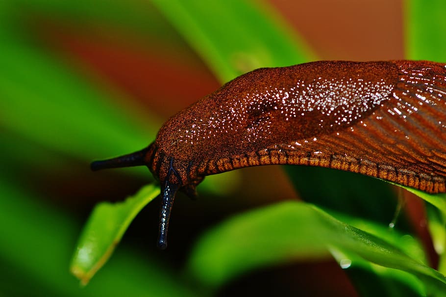 micro, photography, leech, snail, slug, garden, pest, nature, animal, brown