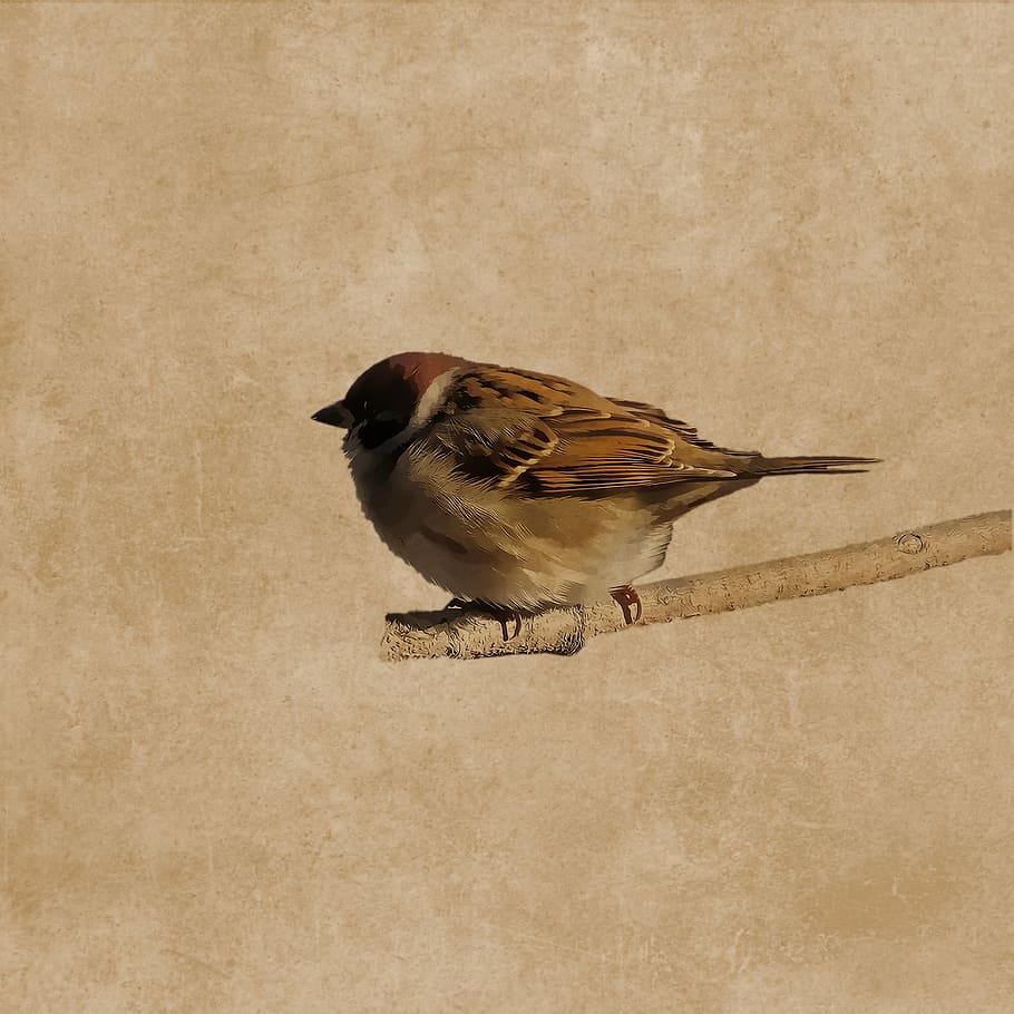 brown, bird, tree trunk, sparrow, plumage, branch, sperling, drawing, one animal, animal themes