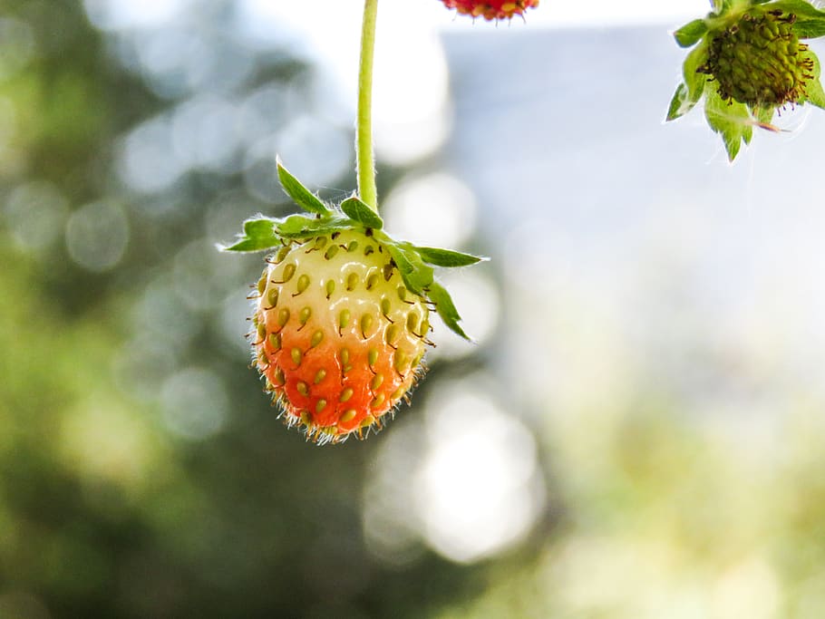 strawberries, plants, plant, freshness, close-up, fruit, focus on foreground, growth, nature, food