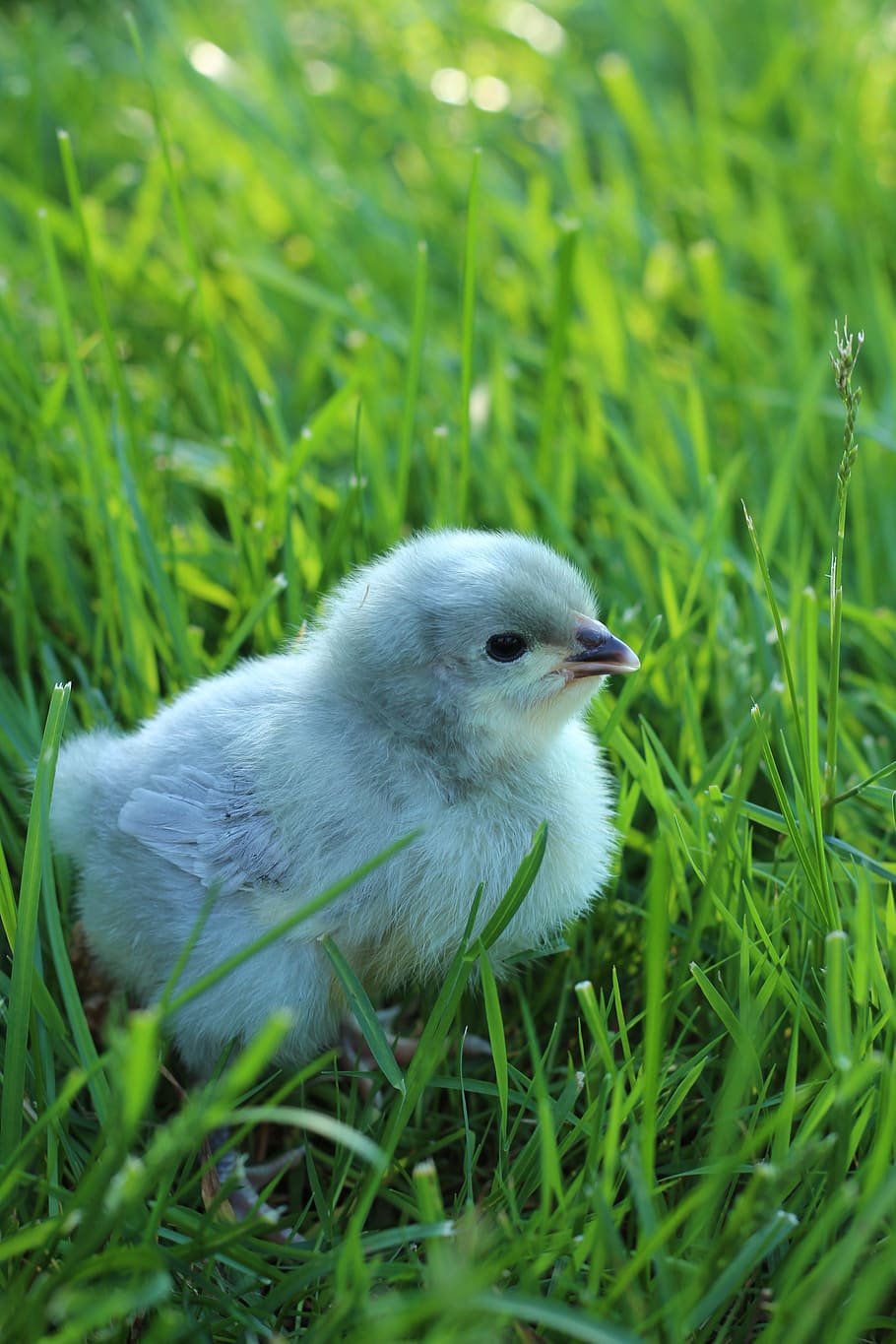 chick, bird, chicks, animal, young, bill, poultry, fluff, cute, feather
