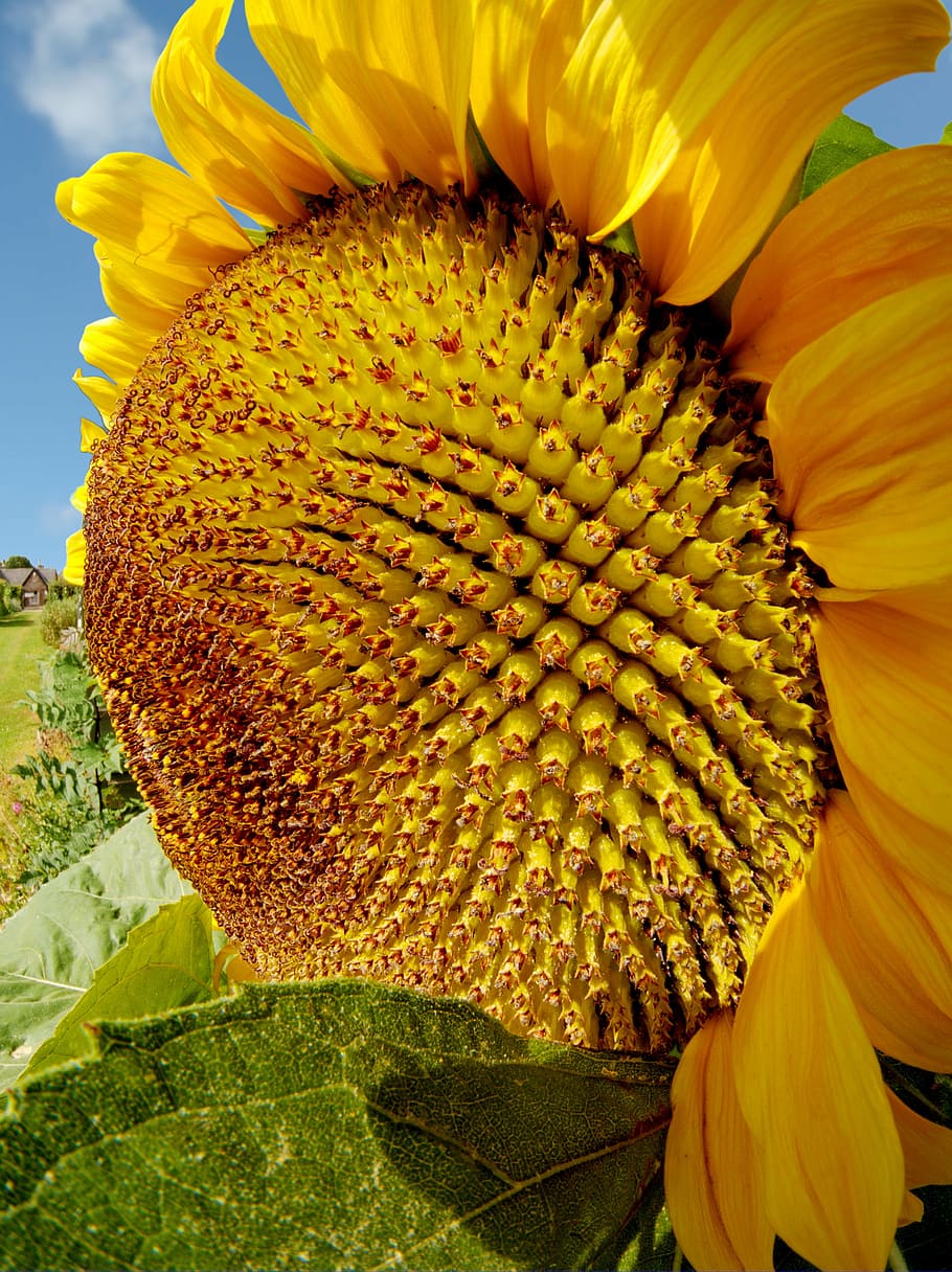 sunflower, summer, sun, flower, helianthus, petal, yellow, pollen, insect, garden