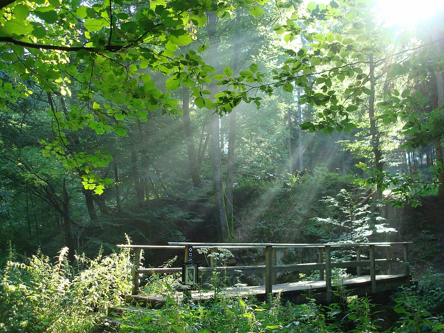 crepuscular rays, pass, green, leafed, plants, trees, bridge, forest, bach, light