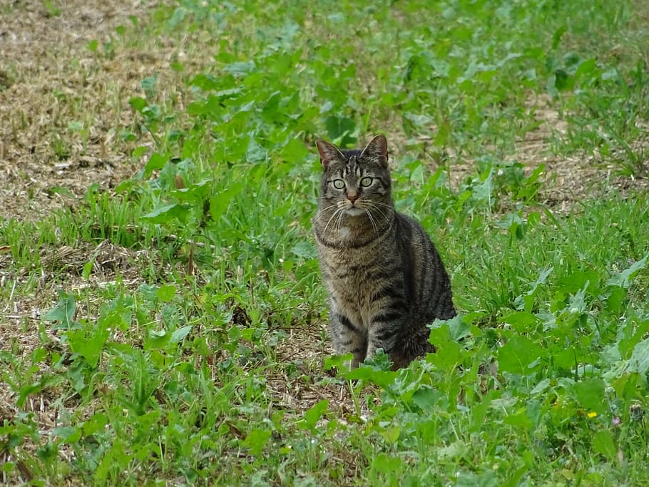 cat, lurking, meadow, tiger cat, kitten, mieze, domestic cat, young cat, attention, wildlife photography