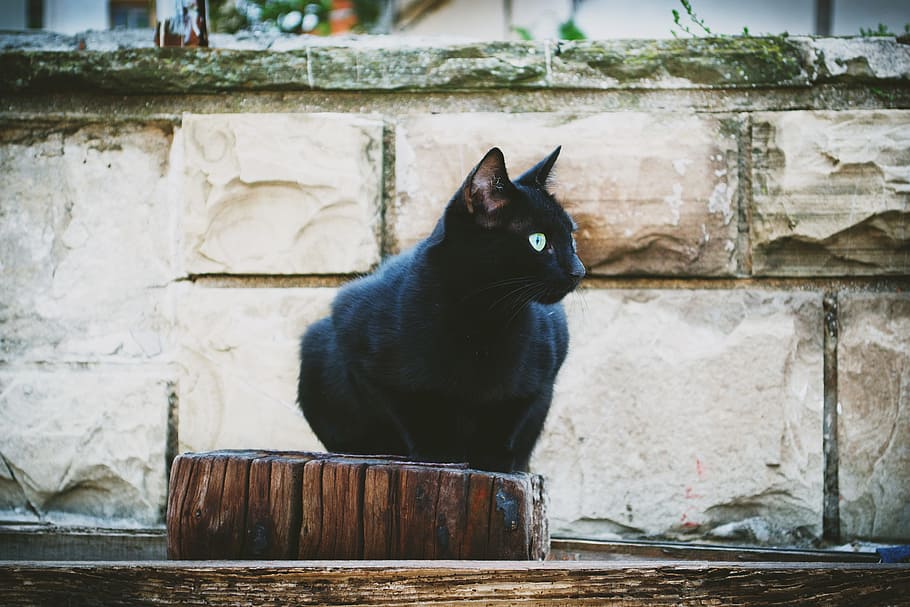 black, cat, sitting, wooden, block, animals, black sea, bulgaria, pomorie, feline