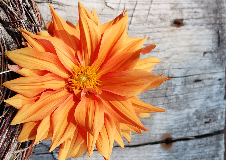 ダリア明るい 大きな花 背景 オレンジ 木 板 装飾 開花植物 花 鮮度 Pxfuel