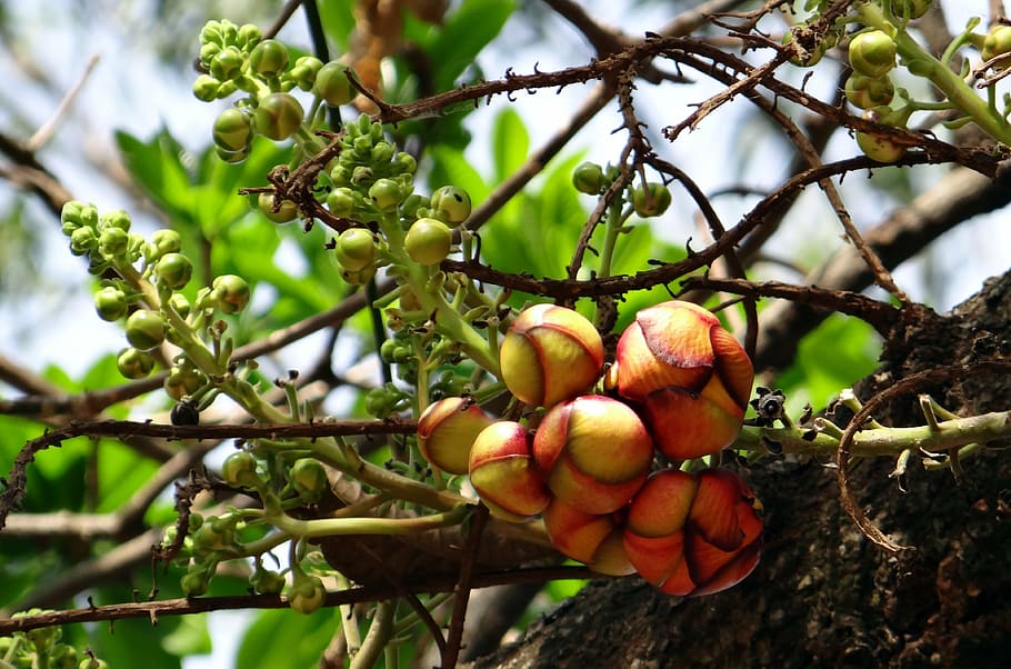 cannonball tree, bud, flower, tree, couroupita guianensis, india, healthy eating, fruit, food, food and drink