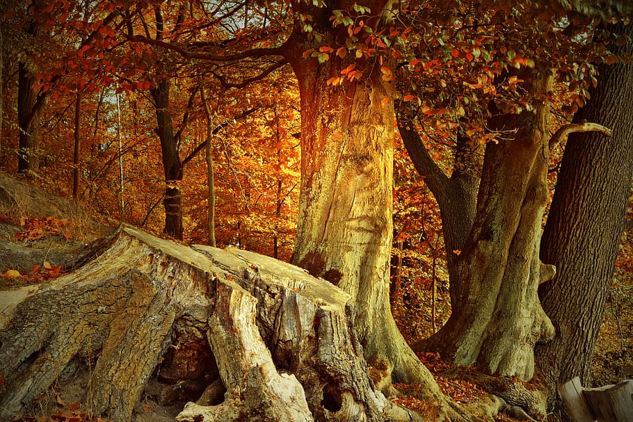 tocón de árbol, troncos de árboles, árboles, raíz, sistema de raíces, otoño, bosque de otoño, bosque, color de otoño, emerger