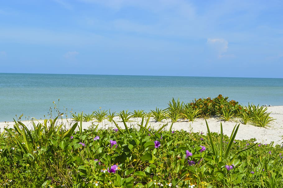 Mexico, Yucatan, Celestun, Beach, paradise, sea, sunny, nature, blue, island