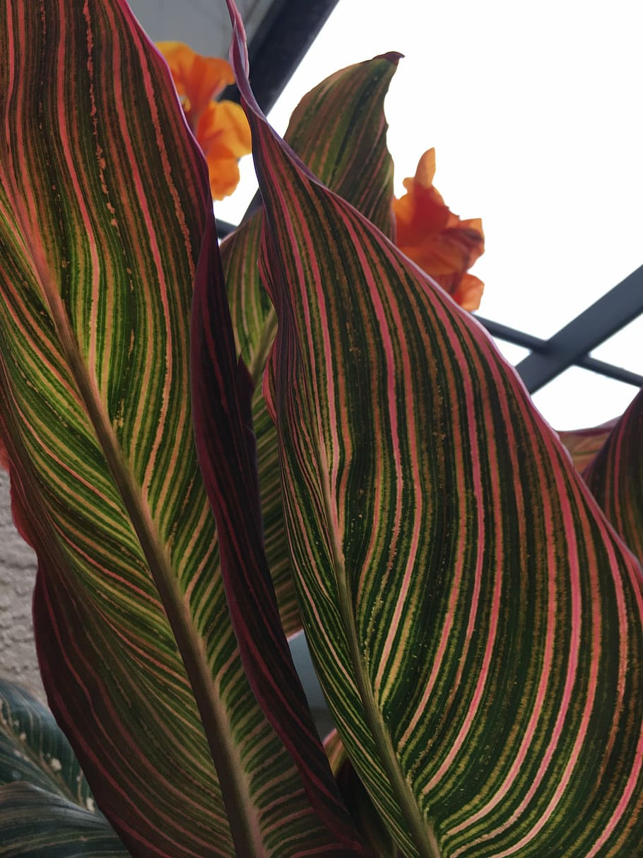 flowers, nature, canna, orange flower, floral, summer, tropical, blooming, color, petal