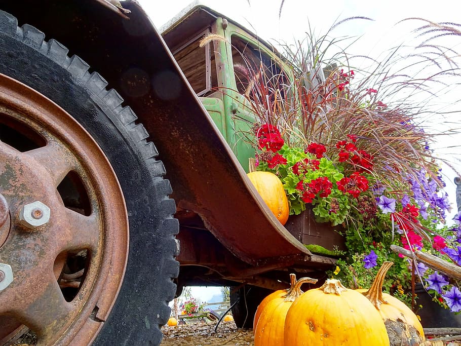 truck, pumpkins, flowers, display, decoration, wheel, transportation, mode of transportation, plant, nature