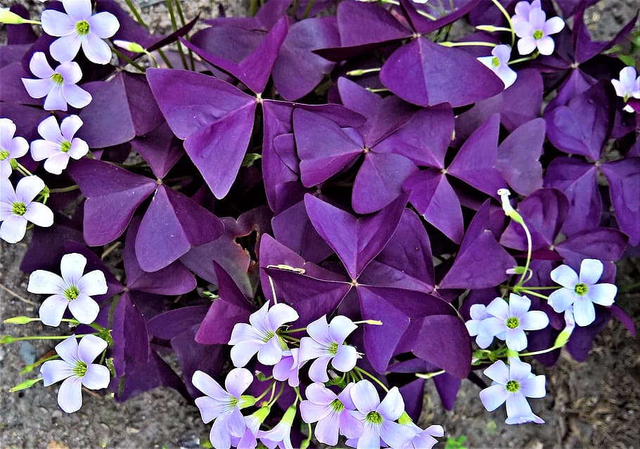 purple, flowers, ground, plant, sorrel, common sorrel plant, ornamental plant, version, dark purple, shamrocks