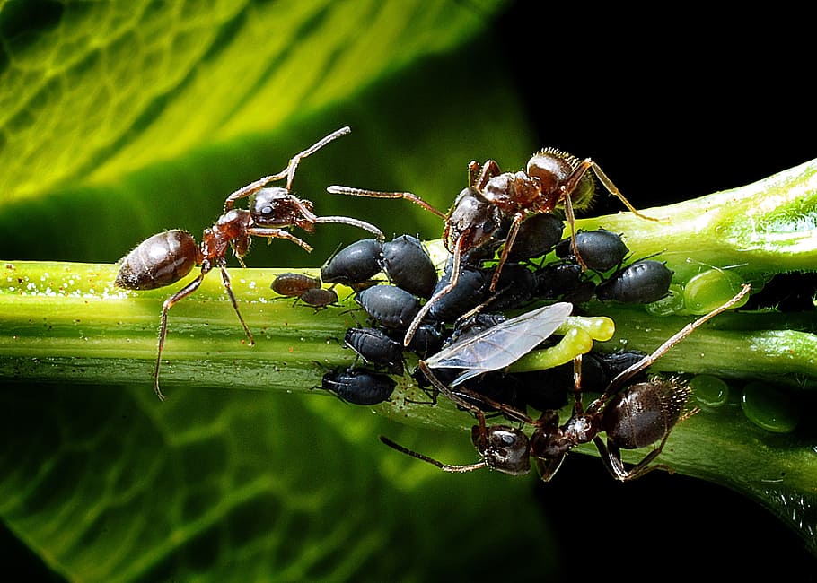 macro photography, three, carpenter ant, plant, ants, aphids, kennel, leaf, macro, invertebrate