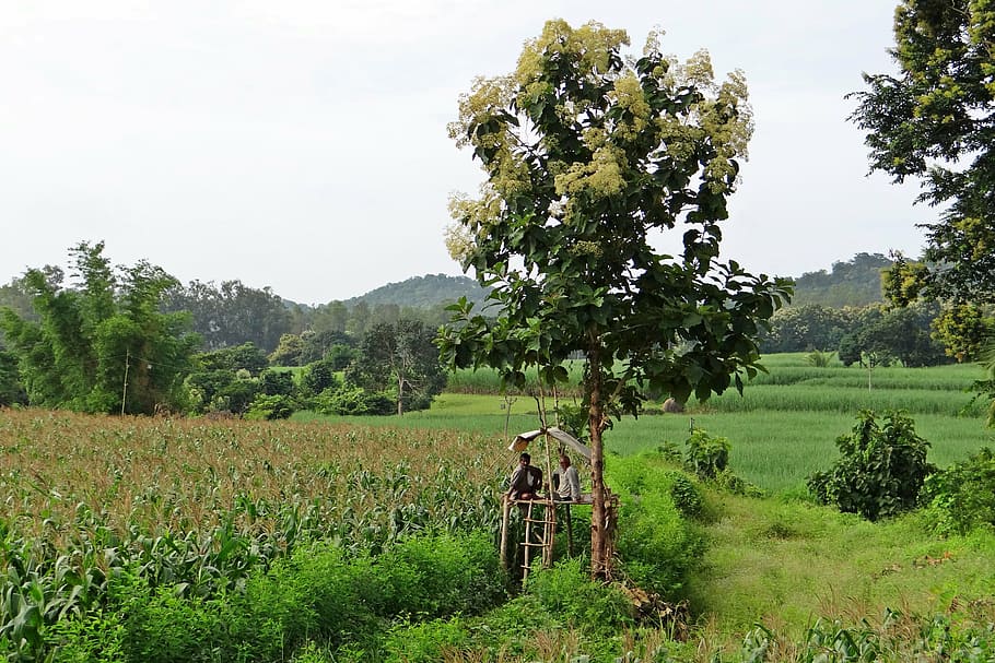 maize fields, perch, farmer's perch, teak tree, farmers, farm watch, western ghats, hills, india, landscape