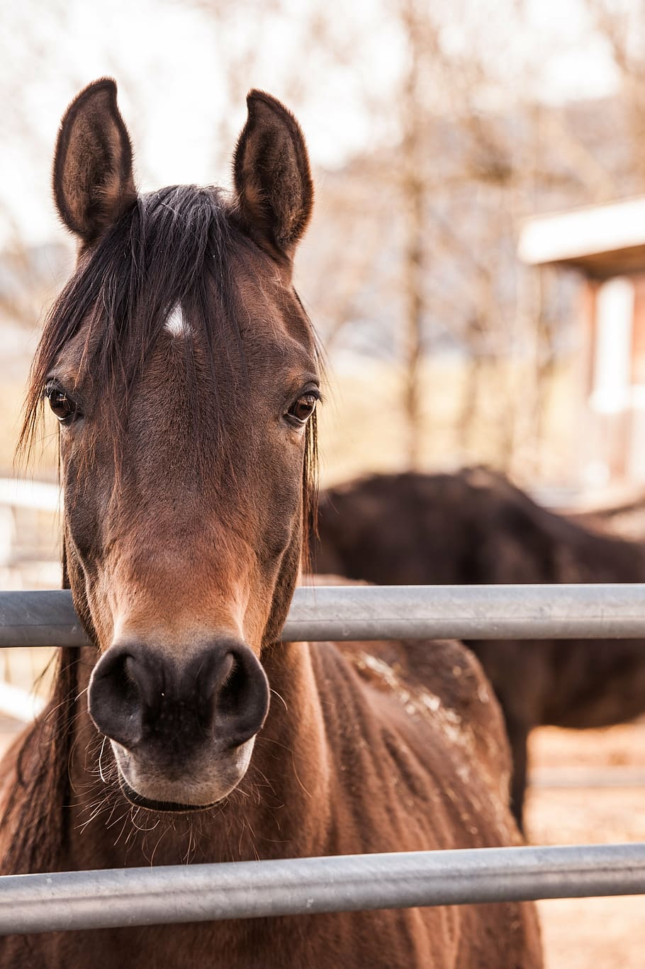 animal photograph, brown, horse, arabs, stallion, ride, horse head, thoroughbred arabian, animal, farm