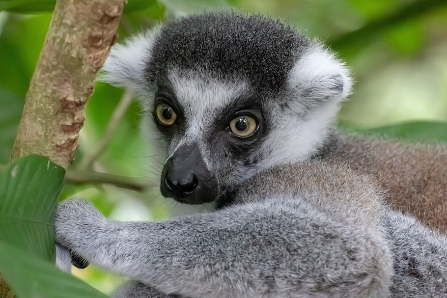 ring tailed lemur, monkey, madagascar, animal, lemur, primates, mammal, cute, animal world, striped
